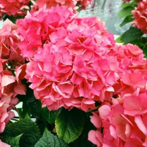 Hydrangea Macrophylla 'Masja', Bigleaf Hydrangea 'Masja', Mophead Hydrangea 'Masja', Hortensia 'Masja', Hydrangea macrophylla 'Red Masja', Red Hydrangea, Dwarf Hydrangea