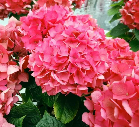 Hydrangea Macrophylla 'Masja', Bigleaf Hydrangea 'Masja', Mophead Hydrangea 'Masja', Hortensia 'Masja', Hydrangea macrophylla 'Red Masja', Red Hydrangea, Dwarf Hydrangea
