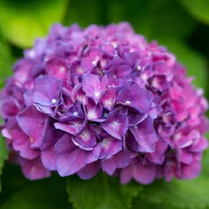 Hydrangea Macrophylla 'Merritt's Supreme', Bigleaf Hydrangea 'Merritt's Supreme', Mophead Hydrangea 'Merritt's Supreme', Hortensia 'Merritt's Supreme'