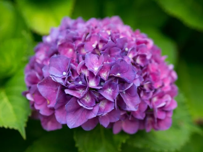 Hydrangea Macrophylla 'Merritt's Supreme', Bigleaf Hydrangea 'Merritt's Supreme', Mophead Hydrangea 'Merritt's Supreme', Hortensia 'Merritt's Supreme'