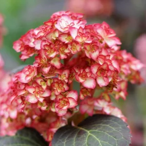 Hydrangea Macrophylla 'Miss Saori', Bigleaf Hydrangea 'Miss Saori', Mophead Hydrangea 'Miss Saori', You-Me Series, Pink Hydrangea, Blue Hydrangea, Double Hydrangea