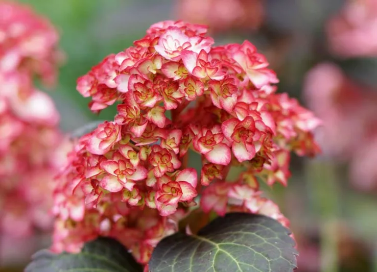 Hydrangea Macrophylla 'Miss Saori', Bigleaf Hydrangea 'Miss Saori', Mophead Hydrangea 'Miss Saori', You-Me Series, Pink Hydrangea, Blue Hydrangea, Double Hydrangea