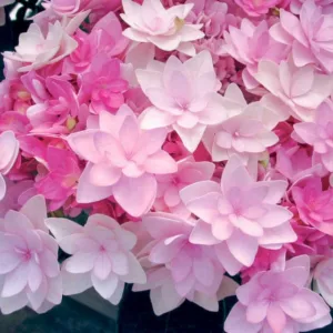 Hydrangea Macrophylla 'Passion', Bigleaf Hydrangea 'Passion', Mophead Hydrangea 'Passion', Hydrangea macrophylla 'Youmefour', Hydrangea macrophylla 'RIE4', You-Me Series, Pink Hydrangea, Blue Hydrangea, Double Hydrangea