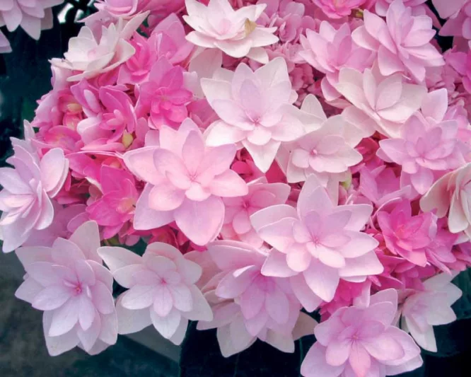 Hydrangea Macrophylla 'Passion', Bigleaf Hydrangea 'Passion', Mophead Hydrangea 'Passion', Hydrangea macrophylla 'Youmefour', Hydrangea macrophylla 'RIE4', You-Me Series, Pink Hydrangea, Blue Hydrangea, Double Hydrangea