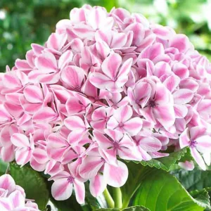 Hydrangea Macrophylla 'Peppermint', Bigleaf Hydrangea 'Peppermint', Hydrangea 'Peppermint', Hydrangea 'REI13', Forever & Ever Series, Pink Hydrangea, Blue Hydrangea, Bicolor Hydrangea