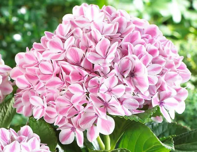 Hydrangea Macrophylla 'Peppermint', Bigleaf Hydrangea 'Peppermint', Hydrangea 'Peppermint', Hydrangea 'REI13', Forever & Ever Series, Pink Hydrangea, Blue Hydrangea, Bicolor Hydrangea