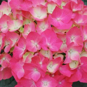 Hydrangea Macrophylla 'Pia', Bigleaf Hydrangea 'Pia', Mophead Hydrangea 'Pia', Hortensia 'Pia', Hydrangea macrophylla 'Piamina Winning Edge', Hydrangea macrophylla 'Winning Edge', Hydrangea macrophylla 'Pink Elf', Pink Hydrangea, Red Hydrangea, Dwarf Hydrangea