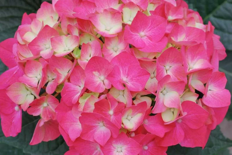 Hydrangea Macrophylla 'Pia', Bigleaf Hydrangea 'Pia', Mophead Hydrangea 'Pia', Hortensia 'Pia', Hydrangea macrophylla 'Piamina Winning Edge', Hydrangea macrophylla 'Winning Edge', Hydrangea macrophylla 'Pink Elf', Pink Hydrangea, Red Hydrangea, Dwarf Hydrangea