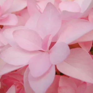Hydrangea Macrophylla 'Romance', Bigleaf Hydrangea 'Romance', Mophead Hydrangea 'Romance', Hydrangea macrophylla 'Youmenine', Hydrangea macrophylla 'RIE9', Pink Hydrangea, Blue Hydrangea, Double Hydrangea