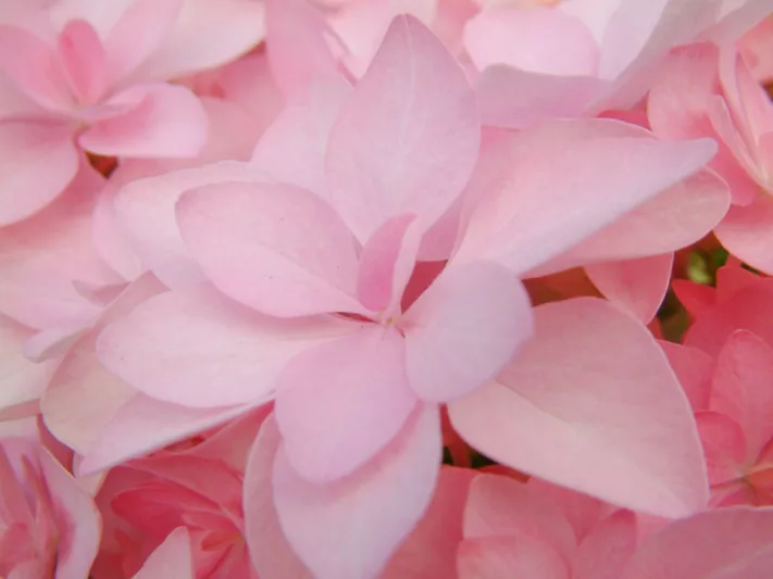 Hydrangea Macrophylla 'Romance', Bigleaf Hydrangea 'Romance', Mophead Hydrangea 'Romance', Hydrangea macrophylla 'Youmenine', Hydrangea macrophylla 'RIE9', Pink Hydrangea, Blue Hydrangea, Double Hydrangea