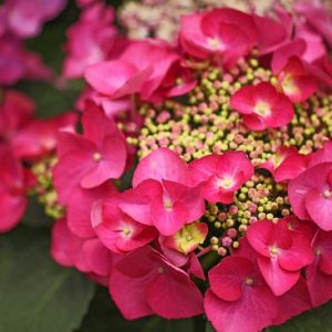 Hydrangea Macrophylla 'Rotschwanz', Bigleaf Hydrangea 'Rotschwanz', Lacecap Hydrangea 'Rotschwanz', Hydrangea 'Rotschwanz', Hydrangea macrophylla RED STAR , Hydrangea macrophylla REDSTART, Hydrangea macrophylla 'Red Star', Teller Series, Red Hydrangea
