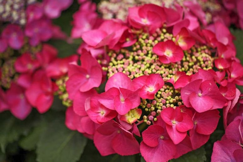 Hydrangea Macrophylla 'Rotschwanz', Bigleaf Hydrangea 'Rotschwanz', Lacecap Hydrangea 'Rotschwanz', Hydrangea 'Rotschwanz', Hydrangea macrophylla RED STAR , Hydrangea macrophylla REDSTART, Hydrangea macrophylla 'Red Star', Teller Series, Red Hydrangea