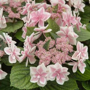Hydrangea Macrophylla 'Star Gazer', Bigleaf Hydrangea 'Star Gazer', Lacecap Hydrangea 'Star Gazer', Hydrangea macrophylla 'Kompeito', Double Delight Series, Pink Hydrangea, Blue Hydrangea, Double Hydrangea