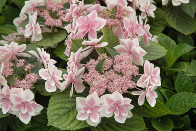 Hydrangea Macrophylla 'Star Gazer', Bigleaf Hydrangea 'Star Gazer', Lacecap Hydrangea 'Star Gazer', Hydrangea macrophylla 'Kompeito', Double Delight Series, Pink Hydrangea, Blue Hydrangea, Double Hydrangea