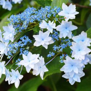 Hydrangea Macrophylla 'Sumida No Hanabi', Bigleaf Hydrangea 'Sumida No Hanabi', Lacecap Hydrangea 'Sumida No Hanabi', Hydrangea macrophylla 'Fuji Waterfall', Hydrangea macrophylla 'Shooting Star', Hydrangea macrophylla 'Hanabi', White flowers, White Hydrangea