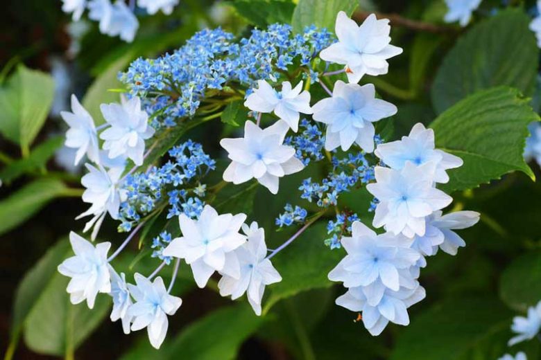Hydrangea Macrophylla 'Sumida No Hanabi', Bigleaf Hydrangea 'Sumida No Hanabi', Lacecap Hydrangea 'Sumida No Hanabi', Hydrangea macrophylla 'Fuji Waterfall', Hydrangea macrophylla 'Shooting Star', Hydrangea macrophylla 'Hanabi', White flowers, White Hydrangea