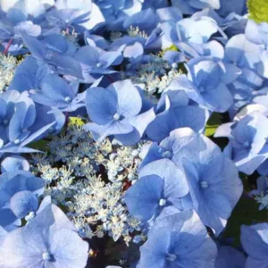 Hydrangea Macrophylla 'Zorro', Bigleaf Hydrangea 'Zorro', Lacecap Hydrangea 'Zorro', Hydrangea 'Zorro', Blue Hydrangea, Pink Hydrangea
