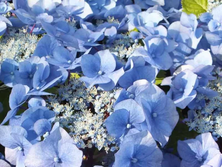 Hydrangea Macrophylla 'Zorro', Bigleaf Hydrangea 'Zorro', Lacecap Hydrangea 'Zorro', Hydrangea 'Zorro', Blue Hydrangea, Pink Hydrangea