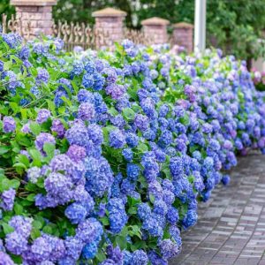 Hydrangea Macrophylla All Summer Beauty, All Summer Beauty Hydrangea, Bigleaf Hydrangea 'All Summer Beauty', Mophead Hydrangea 'All Summer Beauty', Hortensia 'All Summer Beauty'