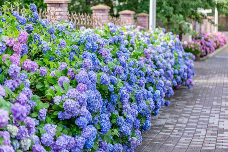 Hydrangea Macrophylla All Summer Beauty, All Summer Beauty Hydrangea, Bigleaf Hydrangea 'All Summer Beauty', Mophead Hydrangea 'All Summer Beauty', Hortensia 'All Summer Beauty'