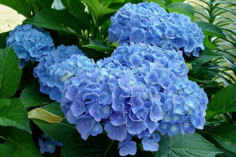 Hydrangea Macrophylla 'Blue Heaven', Bigleaf Hydrangea 'Blue Heaven', Hydrangea 'Blue Heaven', Forever & Ever Series, Pink Hydrangea, Blue Hydrangea, Bicolor Hydrangea