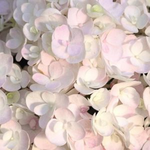 Hydrangea Macrophylla 'Blushing Bride', Bigleaf Hydrangea 'Blushing Bride', French Hydrangea 'Blushing Bride', Mophead Hydrangea 'Blushing Bride', White hydrangea, Pink hydrangea