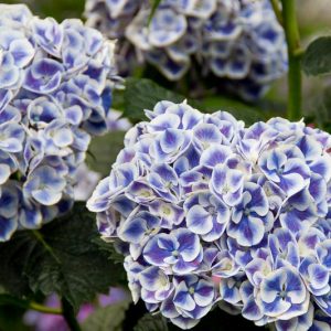 Hydrangea Macrophylla Cityline® Mars, Cityline® Mars Hydrangea, Bigleaf Hydrangea Cityline® Mars, Mophead Hydrangea Mars® Paris, Blue hydrangea, Pink Hydrangea, Purple Hydrangea