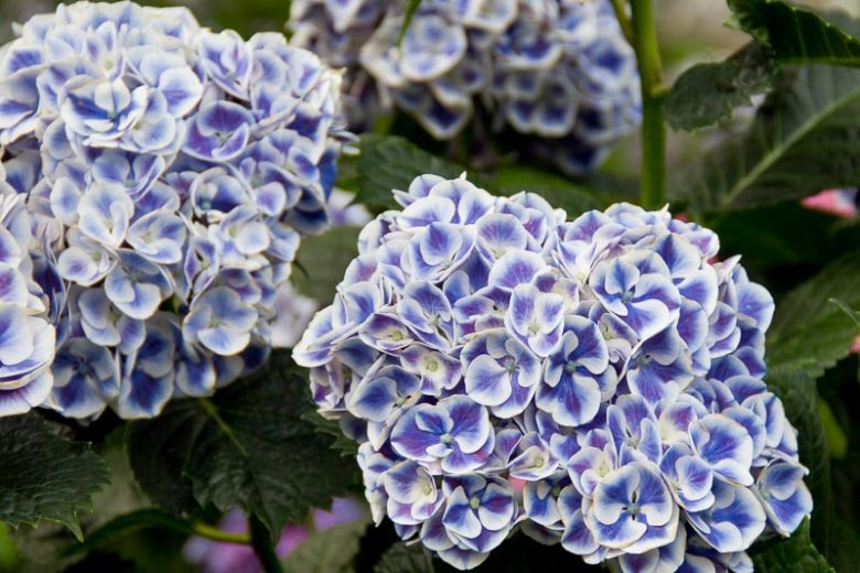 Hydrangea Macrophylla Cityline® Mars, Cityline® Mars Hydrangea, Bigleaf Hydrangea Cityline® Mars, Mophead Hydrangea Mars® Paris, Blue hydrangea, Pink Hydrangea, Purple Hydrangea