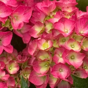 Hydrangea Macrophylla Cityline® Paris, Cityline® Paris Hydrangea, Bigleaf Hydrangea Cityline® Paris, Mophead Hydrangea Cityline® Paris, Red hydrangea