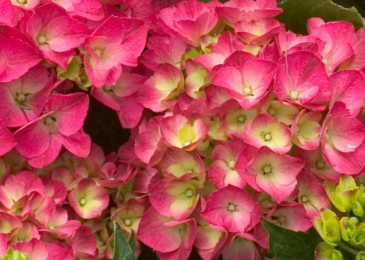 Hydrangea Macrophylla Cityline® Paris, Cityline® Paris Hydrangea, Bigleaf Hydrangea Cityline® Paris, Mophead Hydrangea Cityline® Paris, Red hydrangea