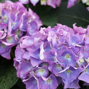Hydrangea Macrophylla Cityline® Rio, Cityline® Rio Hydrangea, Bigleaf Hydrangea Cityline® Rio, Mophead Hydrangea Cityline® Rio, Pink hydrangea, Blue hydrangea,Purple hydrangea