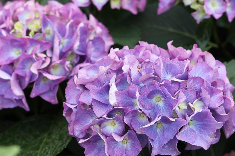 Hydrangea Macrophylla Cityline® Rio, Cityline® Rio Hydrangea, Bigleaf Hydrangea Cityline® Rio, Mophead Hydrangea Cityline® Rio, Pink hydrangea, Blue hydrangea,Purple hydrangea