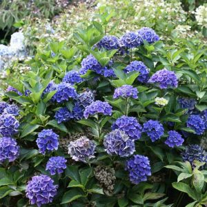 Hydrangea Macrophylla Cityline® Venice, Cityline® Venice Hydrangea, Bigleaf Hydrangea Cityline® Venice, Mophead Hydrangea Venice, Blue hydrangea, Pink Hydrangea, Purple Hydrangea