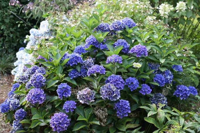 Hydrangea Macrophylla Cityline® Venice, Cityline® Venice Hydrangea, Bigleaf Hydrangea Cityline® Venice, Mophead Hydrangea Venice, Blue hydrangea, Pink Hydrangea, Purple Hydrangea