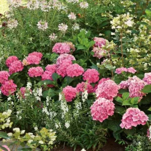 Hydrangea Macrophylla Cityline® Vienna, Cityline® Vienna Hydrangea, Bigleaf Hydrangea Cityline® Vienna, Mophead Hydrangea Mars® Vienna, Blue hydrangea, Pink Hydrangea, Purple Hydrangea