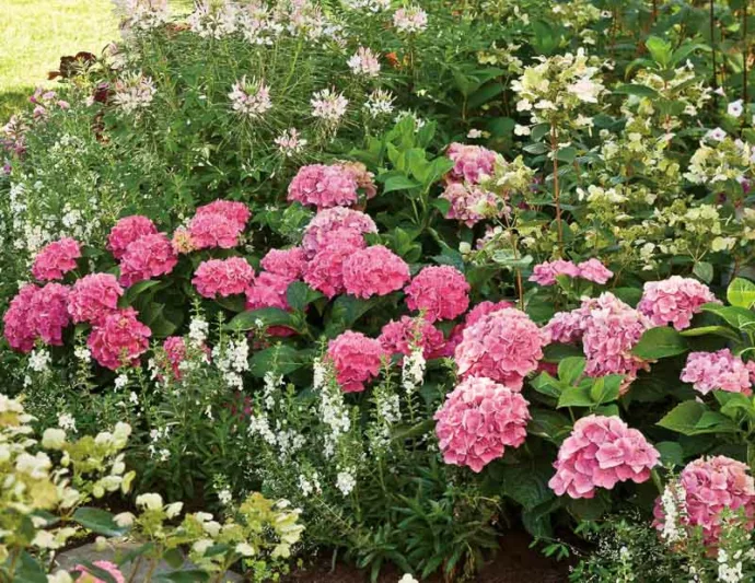 Hydrangea Macrophylla Cityline® Vienna, Cityline® Vienna Hydrangea, Bigleaf Hydrangea Cityline® Vienna, Mophead Hydrangea Mars® Vienna, Blue hydrangea, Pink Hydrangea, Purple Hydrangea