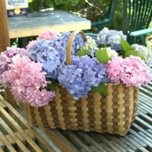 Endless Summer Hydrangea, Hydrangea Macrophylla 'Endless Summer', Hydrangea Macrophylla 'Bailmer', Bigleaf Hydrangea Endless Summer, Mophead Hydrangea Endless Summer, Hydrangea Shrub