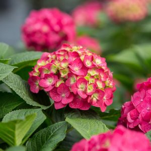 Endless Summer Hydrangea,  Hydrangea Macrophylla 'Summer Crush', Bigleaf Hydrangea Summer Crush®, Mophead Hydrangea Summer Crush®, Hortensia Summer Crush®, Hydrangea Bush,