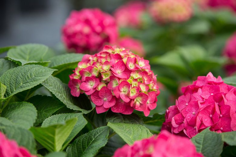 Endless Summer Hydrangea,  Hydrangea Macrophylla 'Summer Crush', Bigleaf Hydrangea Summer Crush®, Mophead Hydrangea Summer Crush®, Hortensia Summer Crush®, Hydrangea Bush,