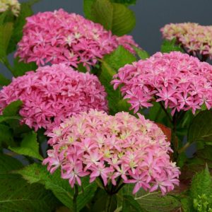 Hydrangea Macrophylla 'Inspire', Bigleaf Hydrangea 'Inspire', Hydrangea 'Inspire', Pink Hydrangea, Blue Hydrangea, Bicolor Hydrangea