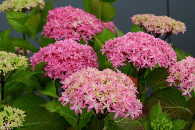 Hydrangea Macrophylla 'Inspire', Bigleaf Hydrangea 'Inspire', Hydrangea 'Inspire', Pink Hydrangea, Blue Hydrangea, Bicolor Hydrangea