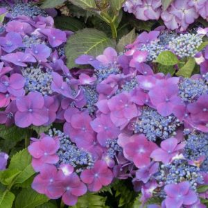 Kardinal Violet Hydrangea, Bigleaf Hydrangea 'Kardinal Violet', French Hydrangea 'Kardinal Violet', Mophead Hydrangea 'Kardinal Violet', Hydrangea macrophylla 'Kardinal Lilac', Hydrangea macrophylla Cardinal