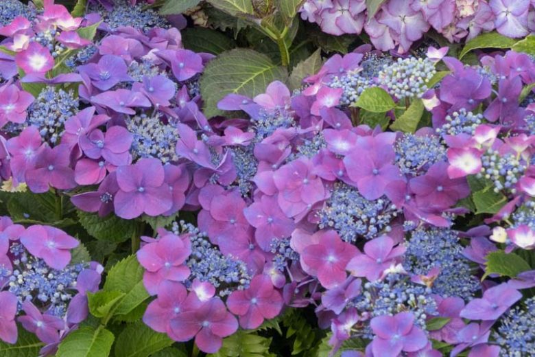 Kardinal Violet Hydrangea, Bigleaf Hydrangea 'Kardinal Violet', French Hydrangea 'Kardinal Violet', Mophead Hydrangea 'Kardinal Violet', Hydrangea macrophylla 'Kardinal Lilac', Hydrangea macrophylla Cardinal