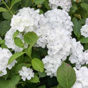 Hydrangea Macrophylla 'Madame Emile Mouillere', Hydrangea Madame Emile Mouillere, Bigleaf Hydrangea Madame Emile Mouillere, Mophead Hydrangea Madame Emile Mouillere, white hydrangea