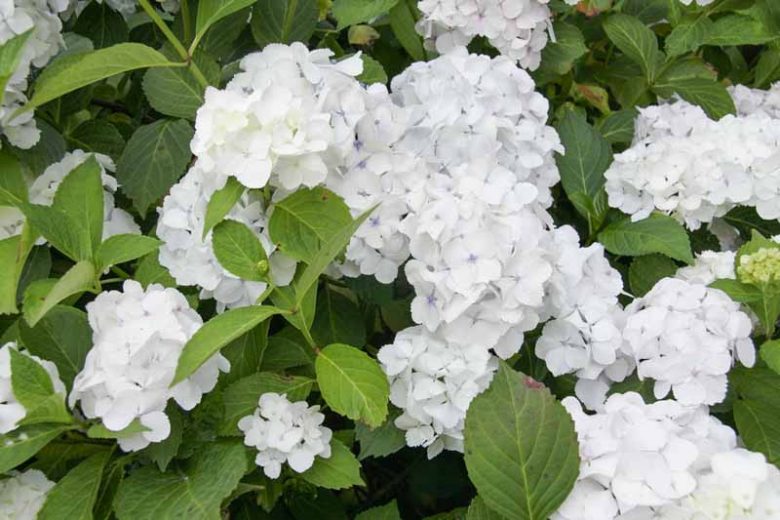 Hydrangea Macrophylla 'Madame Emile Mouillere', Hydrangea Madame Emile Mouillere, Bigleaf Hydrangea Madame Emile Mouillere, Mophead Hydrangea Madame Emile Mouillere, white hydrangea