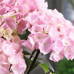 Hydrangea Macrophylla Onyx™ Flamingo, Onyx™ Flamingo Hydrangea, Bigleaf Hydrangea Onyx™ Flamingo, Mophead Hydrangea Onyx™ Flamingo, Pink hydrangea, Blue hydrangea,Purple hydrangea