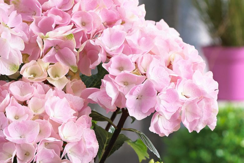 Hydrangea Macrophylla Onyx™ Flamingo, Onyx™ Flamingo Hydrangea, Bigleaf Hydrangea Onyx™ Flamingo, Mophead Hydrangea Onyx™ Flamingo, Pink hydrangea, Blue hydrangea,Purple hydrangea