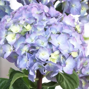 Hydrangea Macrophylla Onyx™ Peacock, Onyx™ Peacock Hydrangea, Bigleaf Hydrangea Onyx™ Peacock, Mophead Hydrangea Onyx™ Peacock, Pink hydrangea, Blue hydrangea,Purple hydrangea