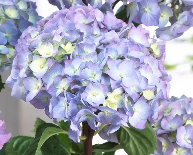 Hydrangea Macrophylla Onyx™ Peacock, Onyx™ Peacock Hydrangea, Bigleaf Hydrangea Onyx™ Peacock, Mophead Hydrangea Onyx™ Peacock, Pink hydrangea, Blue hydrangea,Purple hydrangea