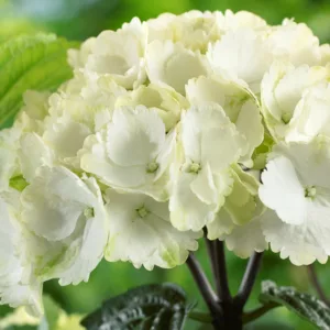 Hydrangea Macrophylla Onyx™ ‘Zebra’, Onyx™ ‘Zebra’ Hydrangea, Bigleaf Hydrangea Onyx™ ‘Zebra’, Mophead Hydrangea Onyx™ ‘Zebra’, White hydrangea, Blue hydrangea,Purple hydrangea